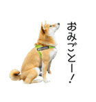 日常的な会話をする柴犬_5（個別スタンプ：15）