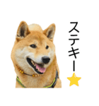 日常的な会話をする柴犬_5（個別スタンプ：16）
