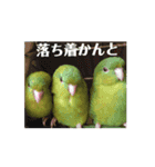 動く！連続インコドラマ〜さざなみ寮〜その2（個別スタンプ：2）