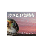 動く！連続インコドラマ〜さざなみ寮〜その2（個別スタンプ：5）