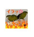 動く！連続インコドラマ〜さざなみ寮〜その2（個別スタンプ：13）