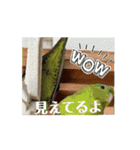 動く！連続インコドラマ〜さざなみ寮〜その2（個別スタンプ：16）