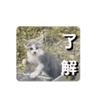 猫の仲間たち1（個別スタンプ：1）