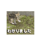 猫の仲間たち1（個別スタンプ：4）