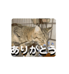 猫の仲間たち1（個別スタンプ：7）