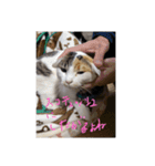 ほごねこ八ちゃんの日常的思想（個別スタンプ：7）