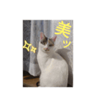 ほごねこ八ちゃんの日常的思想（個別スタンプ：11）