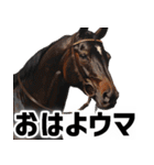 競走馬好きじゃなくても毎日使えて便利！（個別スタンプ：1）