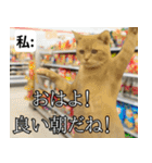 ⚫猫とミームで会話⭐40匹セット！！（個別スタンプ：1）