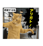 ⚫猫とミームで会話⭐40匹セット！！（個別スタンプ：2）