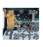 ⚫猫とミームで会話⭐40匹セット！！（個別スタンプ：6）