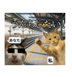 ⚫猫とミームで会話⭐40匹セット！！（個別スタンプ：7）