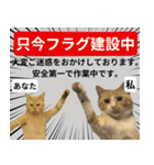 ⚫猫とミームで会話⭐40匹セット！！（個別スタンプ：11）