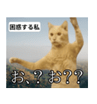 ⚫猫とミームで会話⭐40匹セット！！（個別スタンプ：16）