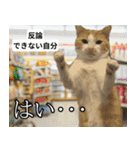 ⚫猫とミームで会話⭐40匹セット！！（個別スタンプ：20）