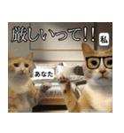 ⚫猫とミームで会話⭐40匹セット！！（個別スタンプ：30）