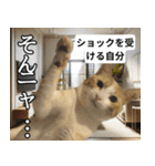 ⚫猫とミームで会話⭐40匹セット！！（個別スタンプ：38）