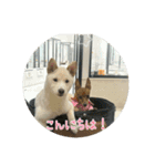 白柴 豆柴 ハル (ᐡ.  ̫ .ᐡ ) ①（個別スタンプ：5）