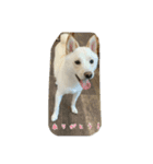 白柴 豆柴 ハル (ᐡ.  ̫ .ᐡ ) ①（個別スタンプ：8）