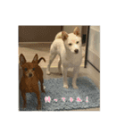 白柴 豆柴 ハル (ᐡ.  ̫ .ᐡ ) ①（個別スタンプ：11）