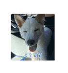 白柴 豆柴 ハル (ᐡ.  ̫ .ᐡ ) ①（個別スタンプ：14）