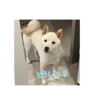 白柴 豆柴 ハル (ᐡ.  ̫ .ᐡ ) ①（個別スタンプ：15）
