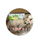 白柴 豆柴 ハル (ᐡ.  ̫ .ᐡ ) ①（個別スタンプ：16）