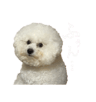 ビションフリーゼ ベルちゃんのスタンプ2！（個別スタンプ：11）
