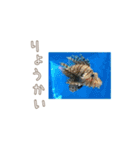 広島弁お魚スタンプ（個別スタンプ：4）