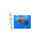 広島弁お魚スタンプ（個別スタンプ：5）
