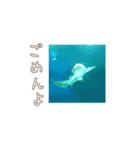 広島弁お魚スタンプ（個別スタンプ：7）