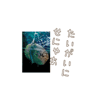 広島弁お魚スタンプ（個別スタンプ：11）