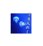 広島弁お魚スタンプ（個別スタンプ：12）