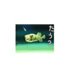 広島弁お魚スタンプ（個別スタンプ：16）