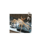 広島弁お魚スタンプ（個別スタンプ：17）