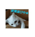 ねこ 動くスタンプ1（個別スタンプ：6）