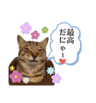 猫のキモチ〜蓮華ちゃん〜（個別スタンプ：7）