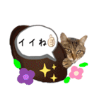 猫のキモチ〜蓮華ちゃん〜（個別スタンプ：20）