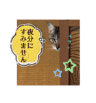 猫のキモチ〜蓮華ちゃん〜（個別スタンプ：21）