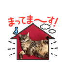 猫のキモチ〜蓮華ちゃん〜（個別スタンプ：24）