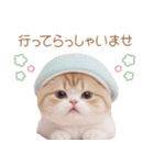 スコティッシュ猫 カラフルニット 敬語（個別スタンプ：25）