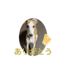 whippet大也くん笑（個別スタンプ：1）