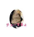 whippet大也くん笑（個別スタンプ：7）