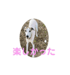 whippet大也くん笑（個別スタンプ：10）