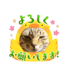 キジトラ猫のスタンプ②（個別スタンプ：5）