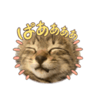 キジトラ猫のスタンプ②（個別スタンプ：7）