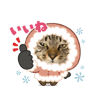 キジトラ猫のスタンプ②（個別スタンプ：9）