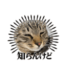 キジトラ猫のスタンプ②（個別スタンプ：11）