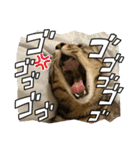 キジトラ猫のスタンプ②（個別スタンプ：13）