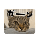 キジトラ猫のスタンプ②（個別スタンプ：15）